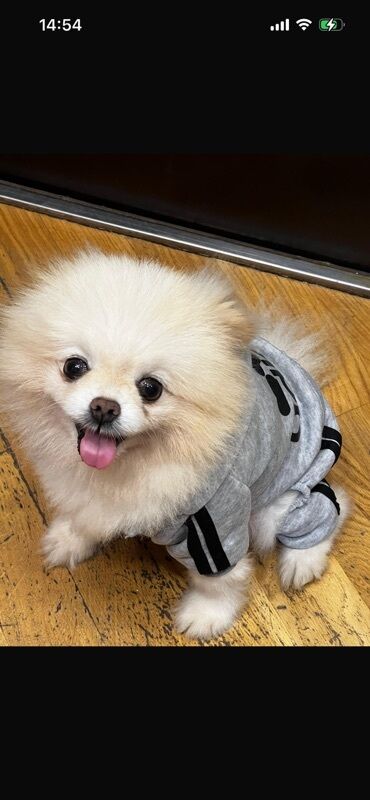 it satışları: Şpitz