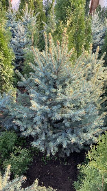 Декоративные деревья: Саженцы деревьев: Ели, Платная доставка, Самовывоз — 3
