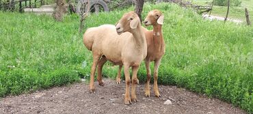 рамановские овцы: Продаю | Овца (самка), Ягненок | Арашан | Для разведения | Котные, Матка, Ярка