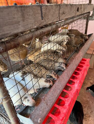 Товары и оборудование для с/х животных: Продается клетка для перепел — 12