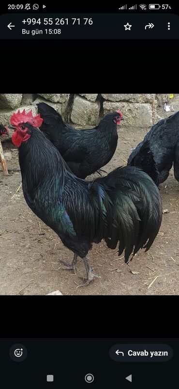 yerli cins inekler: Toyuq, Australorp, Damazlıq