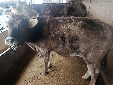 Коровы, быки: Продаю | Бык (самец) | Швицкая | На откорм | Привязанные — 4