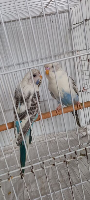 Tutuquşları: Cox gozel texas cinsi tutuquslar satilir bunlar ele bele valnist deyil — 5