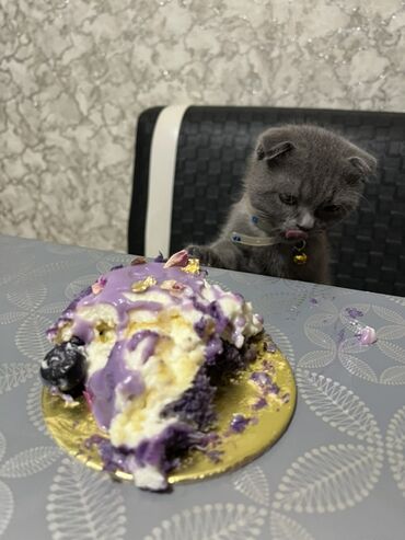 сфинкс кошка цена: Şotland yastı qulaq