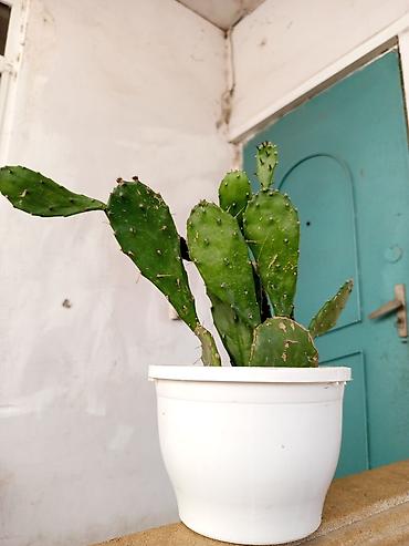 Opuntia (tikanlı armud) kaktusu – saksıda dibcekle birge 12 dibceksiz