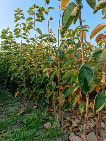 Tinglər: Her sor tinglermiz movcuddur yerli və xarici sortlar var sortlara — 13