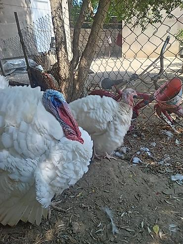 Hinduşkalar: Şəkildə hinduşkanın balalarıdır. Ağ Kanada sortudur. 5 günlük-7 azn — 1