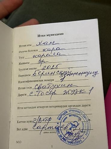 Продажа собак: Бернский зенненхунд, 6 месяцев, Самец, С прививкой — 8