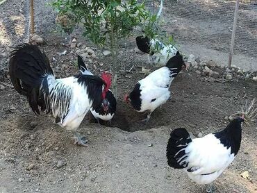 индюк биг 6 бишкек: Цыплята породы Лакефельдер на продажу