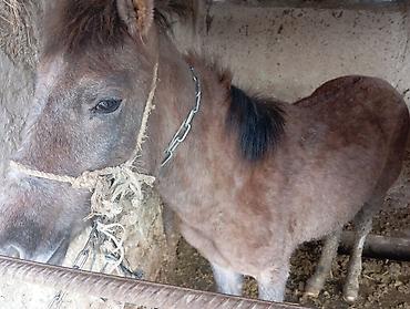 Лошади, кони: Продаю | Жеребец | Для разведения — 1