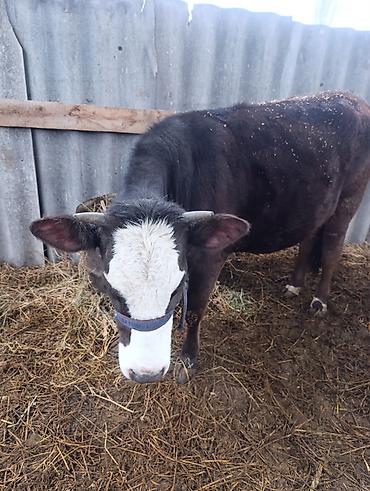 Коровы, быки: Продаю | Тёлка | На откорм, Для разведения — 3