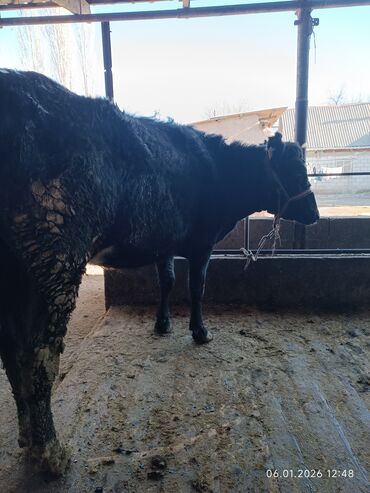 Коровы, быки: Продаю | Корова (самка) | Полукровка | Для разведения | Стельные — 7