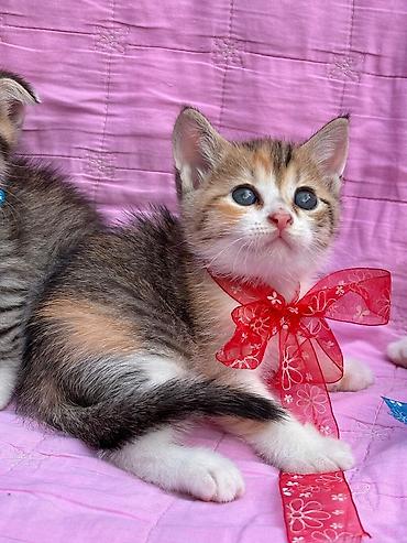 Balaca pişik balaları – gözəl rəng çalarları və şirin görünüş Məhsul