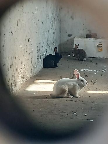 Кролики: Ev dovşanları – müxtəlif rənglər - Növ: ev dovşanı - Rənglər: ağ — 3