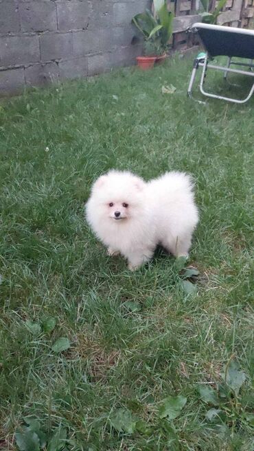 Psi: Oduševićemo vaša srca predivnim Pomerancima iz našeg pažljivo — 2