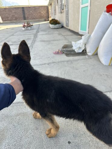 породистые козы: Немецкая овчарка, 3 месяца, Самец