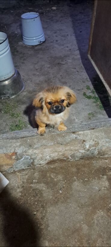 İtlər: Pekines, 3 ay, Dişi, Sənədli, Ünvandan götürmə