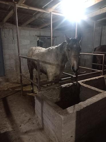 Лошади, кони: Продаю | Конь (самец) | Полукровка | Рабочий — 1