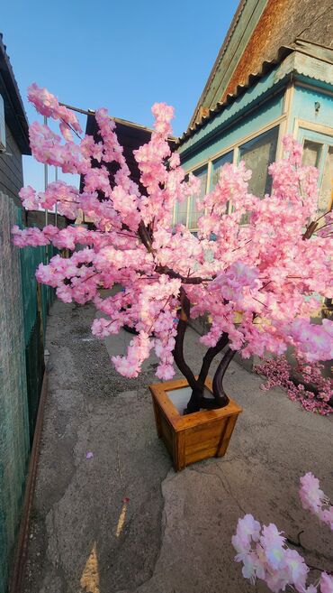 Декоративные цветы: Сакура искусственное дерево высота 2 м ширина 2 м цена от 1000 сом at lalafo.kg — 27 Декоративные цветы: Сакура искусственное дерево высота 2 м ширина 2 м цена от 1000 сом — 27