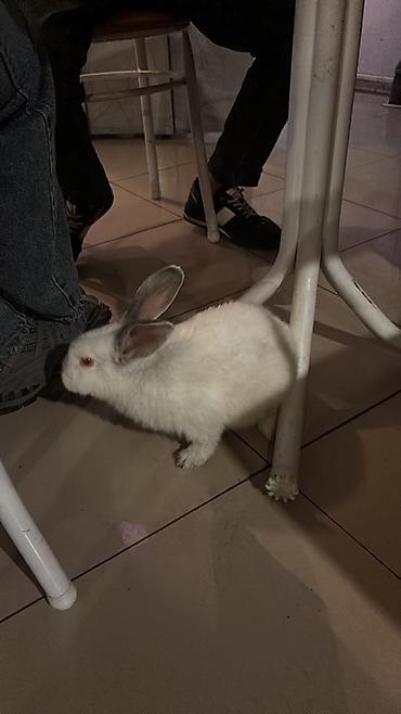zoo mağaza sumqayıt: Təmiz qan Kaliforniya 🤍 — 1