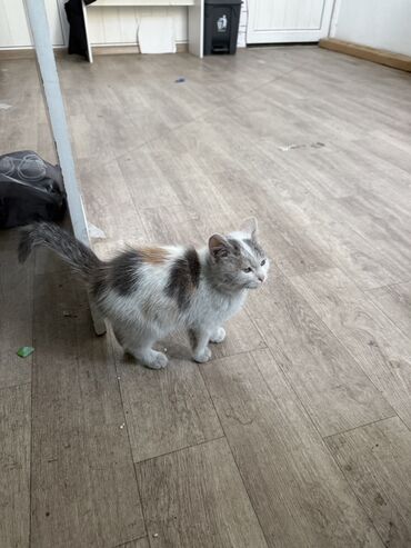 хочу купить кошку: Кошка даром: Беспородная, Девочка, Приучена к лотку