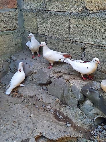 Göyərçinlər: Biri 5 manatdan satılır. gözdü quşlardı tutulma quş deyil -da lalafo.az — 3 Göyərçinlər: Biri 5 manatdan satılır. gözdü quşlardı tutulma quş deyil — 3