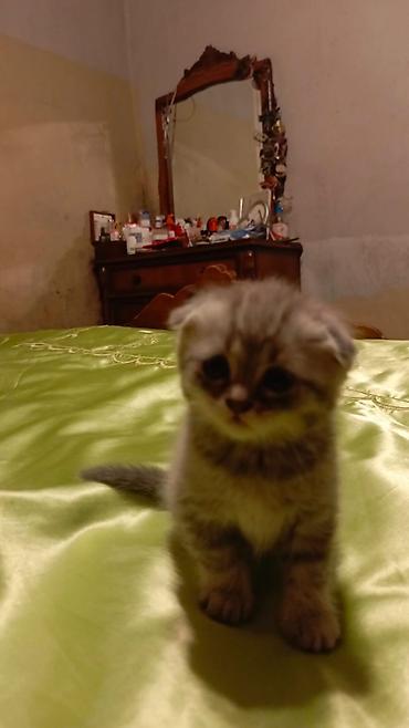 Кошки: Шотландская вислоухая — 3