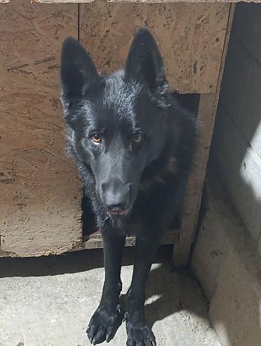Продажа собак: Немецкая овчарка, 2 года, Самец — 26