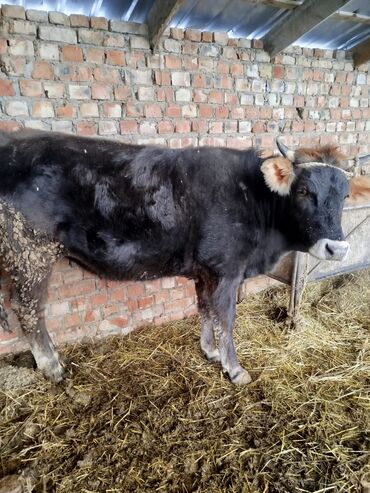 Коровы, быки: Продаю | Тёлка | Голштин, Швицкая | Для молока — 2