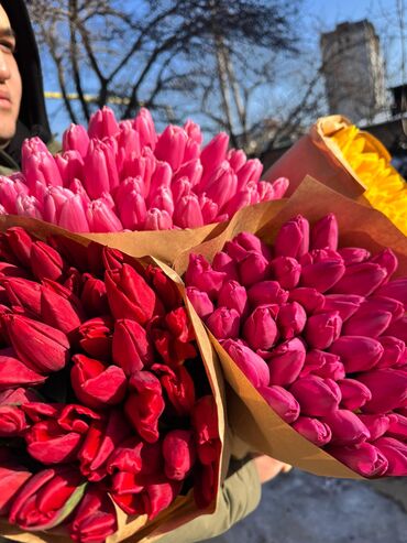 оптом одежда: 🌷Голландские тюльпаны в Бишкеке🌷 Просьба не путать с местными🙏🏻 ✅