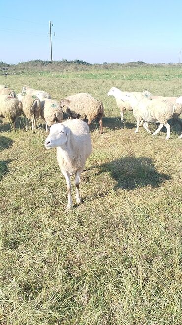 Qoyunlar, qoçlar: Qoyun sürüsü – ət və süd istiqamətli yerli cinslər - Şəkillərdə geniş -da lalafo.az — 3 Qoyunlar, qoçlar: Qoyun sürüsü – ət və süd istiqamətli yerli cinslər - Şəkillərdə geniş — 3
