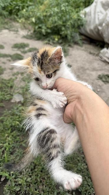 Отдам даром кошку: Котята: мальчик и девочка К латку приучены, игривые кушают очень — 19