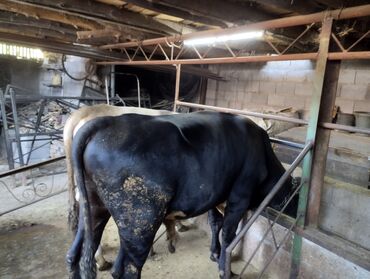 каро: Продаю быков и телка