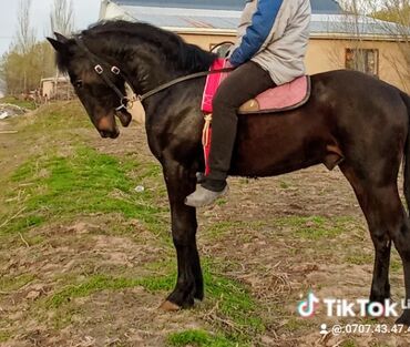 немецкая овчарка даром: Продаю | Конь (самец) | Конный спорт