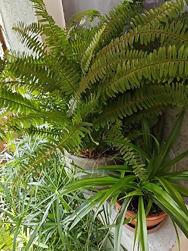 monstera bitkisi: Nephrolepis (qılçıçeği) otaq bitkisi – dekorativ, sıx yarpaqlı — 2