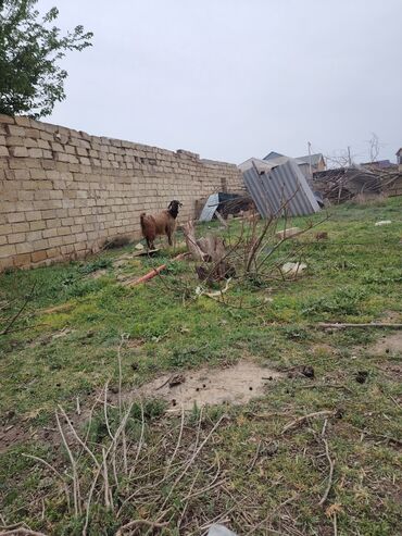 ördey balası: Əvala salam 4 dene keçi Satlır ana bala dılar hamsı ekiz balalıdı 1
