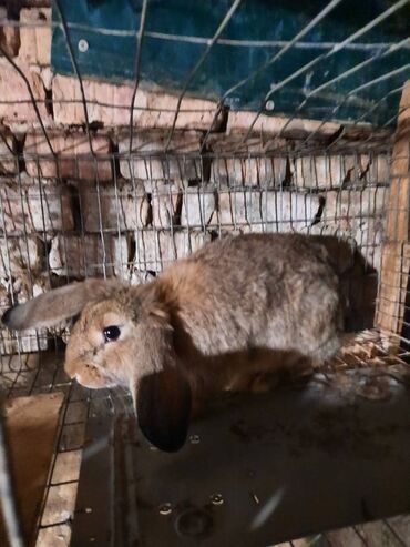 продажа щенков немецкой овчарки в бишкеке с документами: Микс Крол Баран+Фландр возраст 3,5 месяца