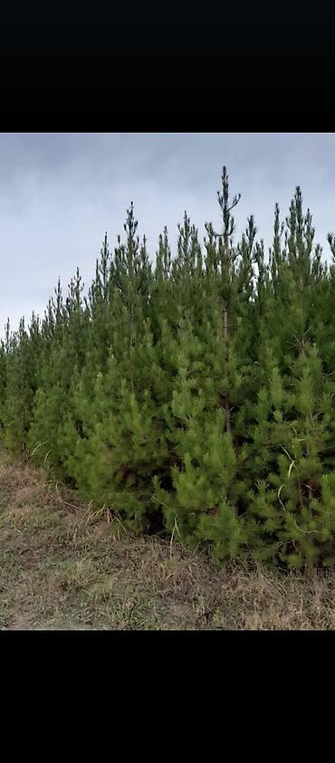 Tinglər: Eldar wami ve kiparis pramida isdenilenn sayda ve olcude var qiymet — 5