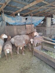 домик для животных: Продаю | Баран (самец) | Арашан | Для разведения | Осеменитель