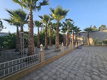 Деревья: Satış üçün: Landşaft üçün Waşinqton/palma ağacları - Növ: Dekorativ — 6