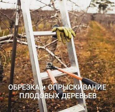 Другие комнатные растения: 🌿 Обрезка плодовых деревьев