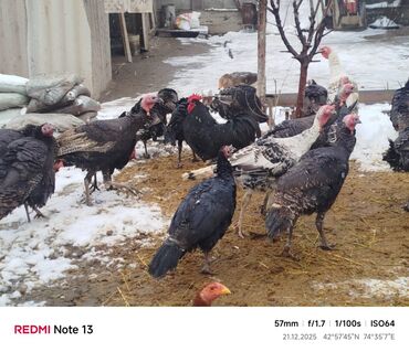 Индюки: Продаю | Индюшка (самка) | Для разведения | Племенные — 1