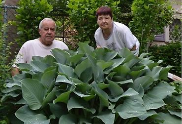 Другие садовые цветы и кустарники: Клематисы, 800сом Хосты, голубые крупномеры "Элеганс" и "Биг Дадди" — 10