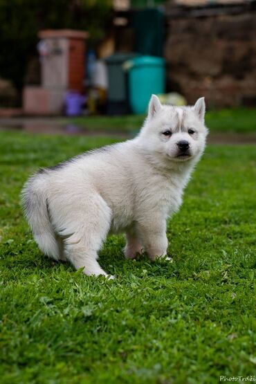 benetton jakne za pse: Prelepa ženka Sibirskog Haskija slobodna za rezervaciju. Rodjena