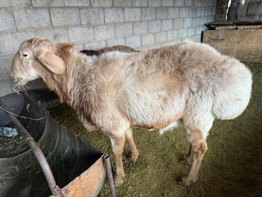 Бараны, овцы: Продаю | Баран (самец) | Арашан, Полукровка | Для разведения | Племенные, Осеменитель — 5