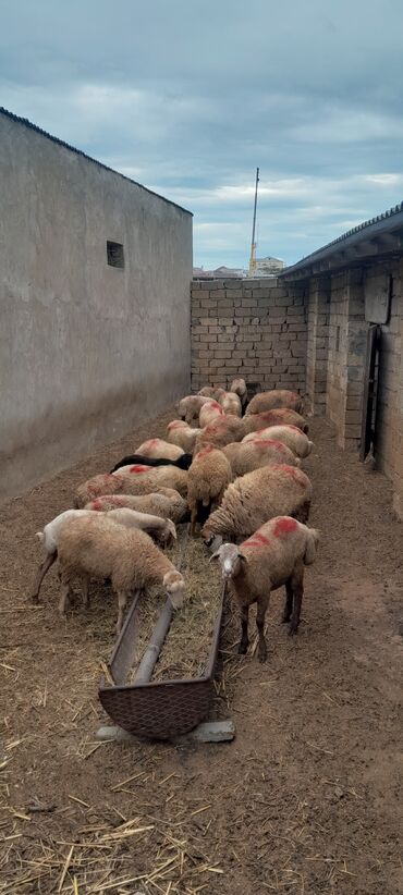 Коровы, быки: Satışda – tövlədə saxlanılan qarışıq sürü (qoyun-quzu). Təsvir: -