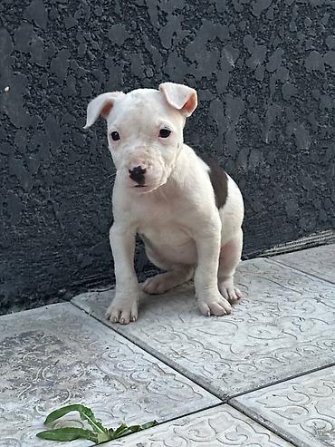 Продажа собак: Питбуль, 1 месяц, Самец — 6