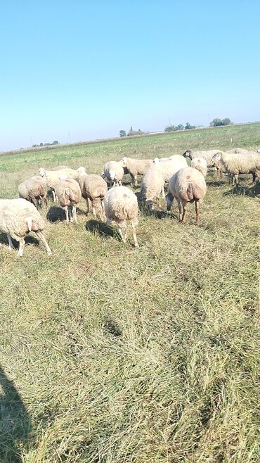 Qoyunlar, qoçlar: Qoyun sürüsü – ət və süd istiqamətli yerli cinslər - Şəkillərdə geniş -da lalafo.az — 13 Qoyunlar, qoçlar: Qoyun sürüsü – ət və süd istiqamətli yerli cinslər - Şəkillərdə geniş — 13