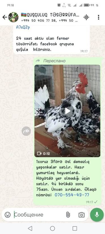 kuçinka toyuqları: 1xoruz 3fərə damazlıqlar satılır. Fərənin 3də yumurtlayır. Hamısı bir