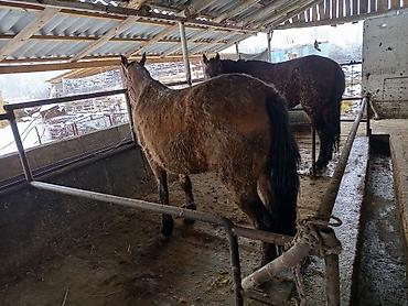 Лошади, кони: Продаю | Кобыла (самка), Конь (самец), Жеребенок | На забой, Рабочий — 8